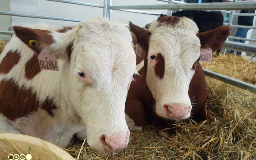 Voda v raném odchovu telat: klíč k optimálním přírůstkům a zdraví