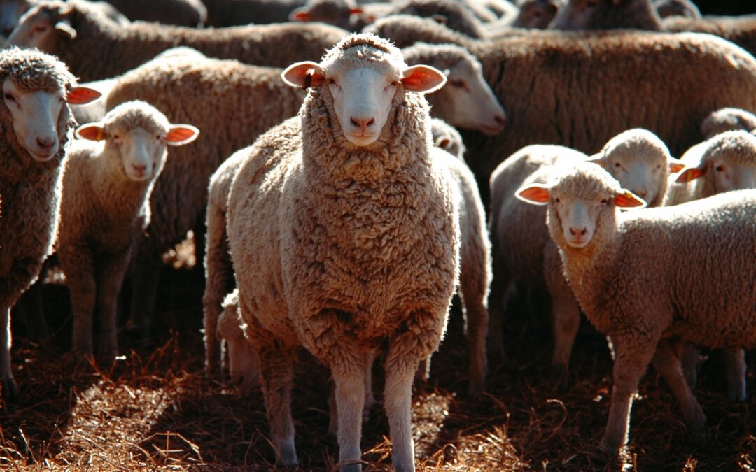 Katarální horečka – pohled praktika