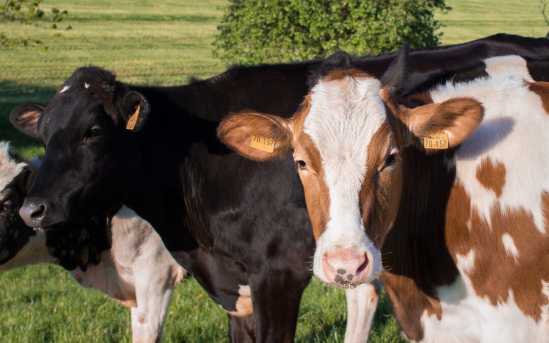 Slovensko kvůli klesajícím cenám mléka navýší dotace farmářům, řekl ministr