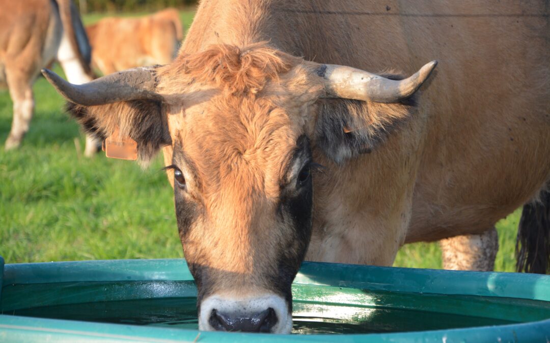 Veterináři budou kontrolovat, zda chovatelé v horku zajišťují zvířatům dost vody