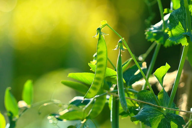 Vědci z Brna hledají genotypy hrachu odolného proti kořenovému vadnutí