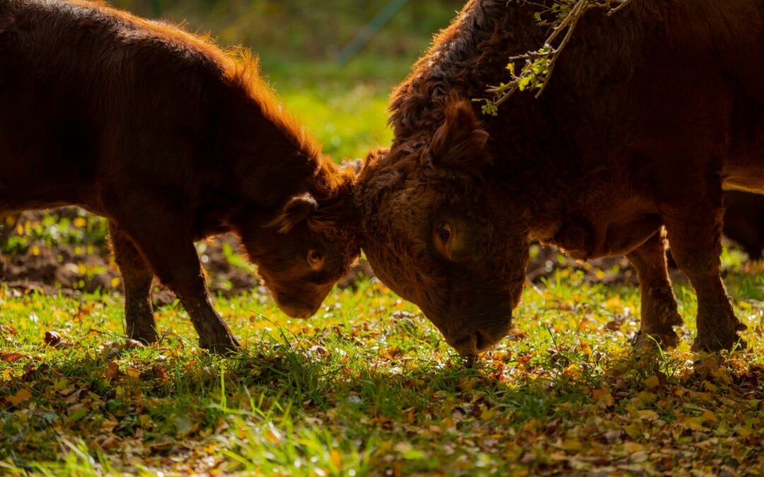 Laktující volci ve výkrmu: Americká data odhalují hormonální chaos v intenzivních feedlotech (výkrmnách)