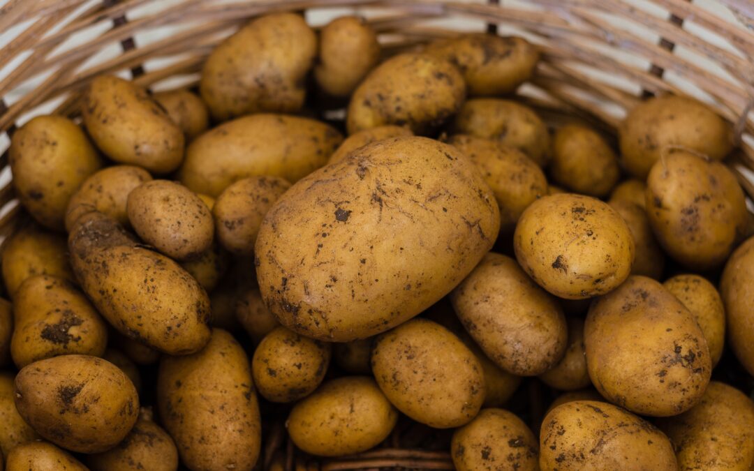 Úroda brambor je podle svazu kvůli suchu někde nižší i o třetinu, cena poroste
